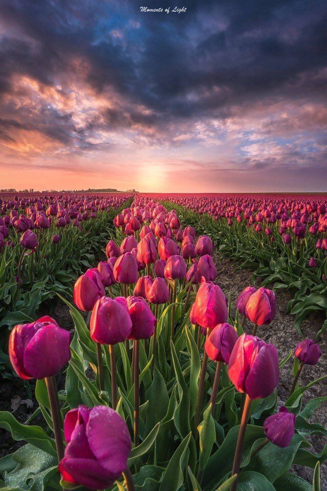 Exulansista's tweet photo. pink tulip field https://t.co/i2guLnr9TK