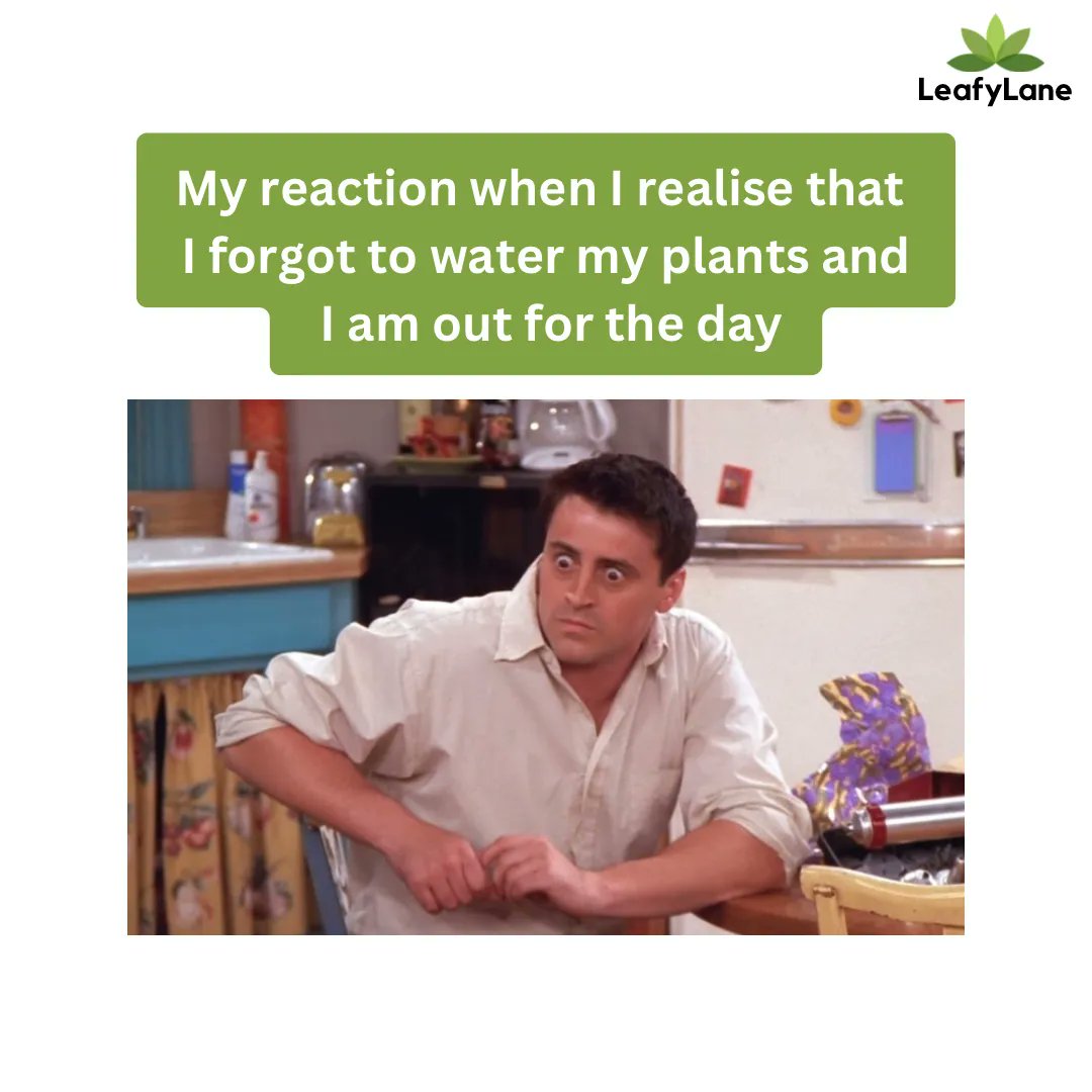 Leafylane_Life's tweet photo. My Reaction When I Realise That I Forget To Water My Plants 🪴💦

#leafylane #plants #plantsmeme #plantslove #plantsmakespeoplehappy #meme https://t.co/tVpZBFyDEU
