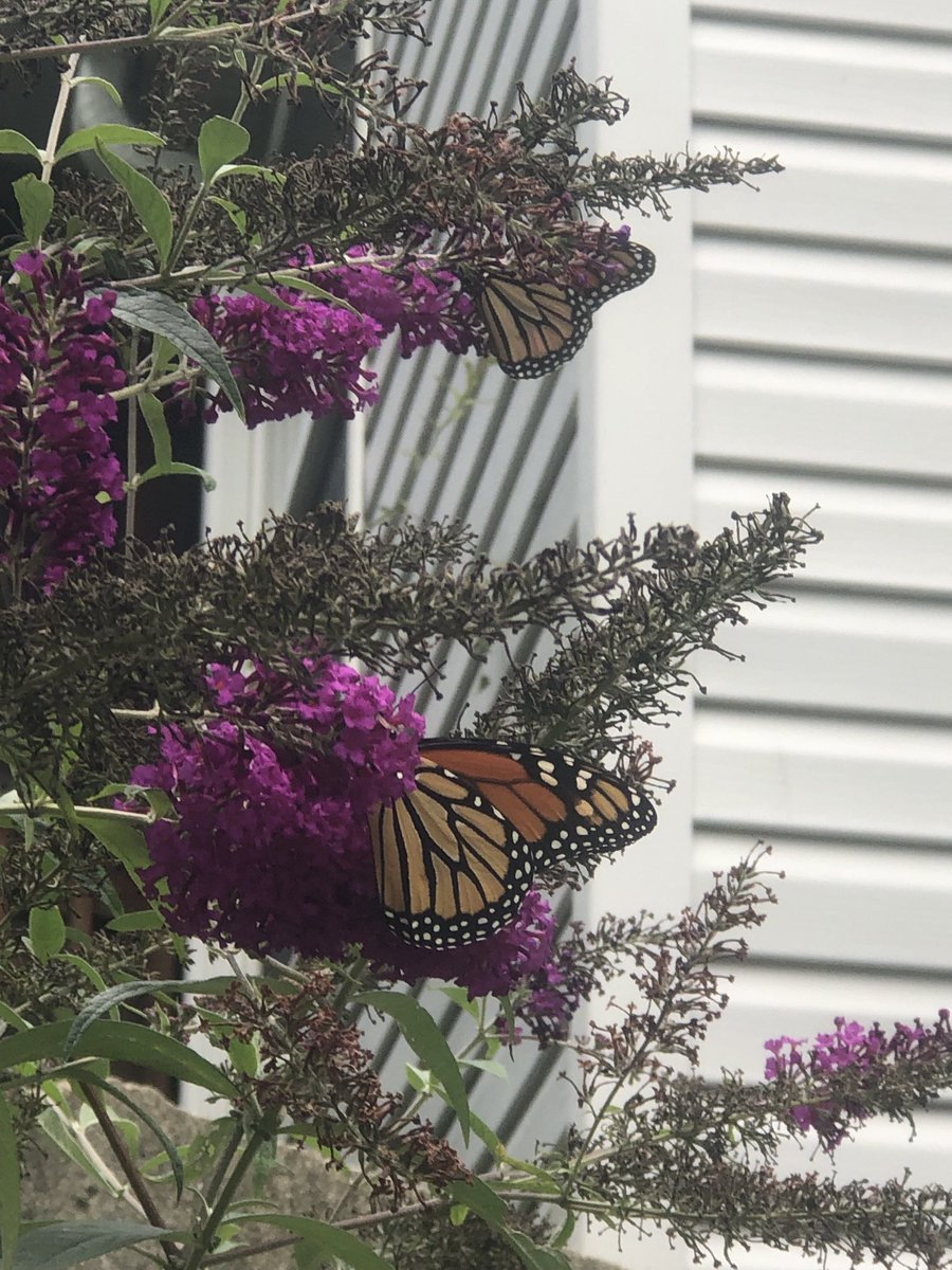 A pair of Monarch Butterflies 🦋 #butterflies