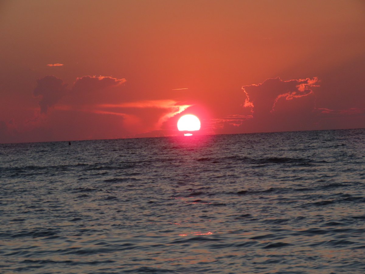 Susan Forness🟧 tweet media