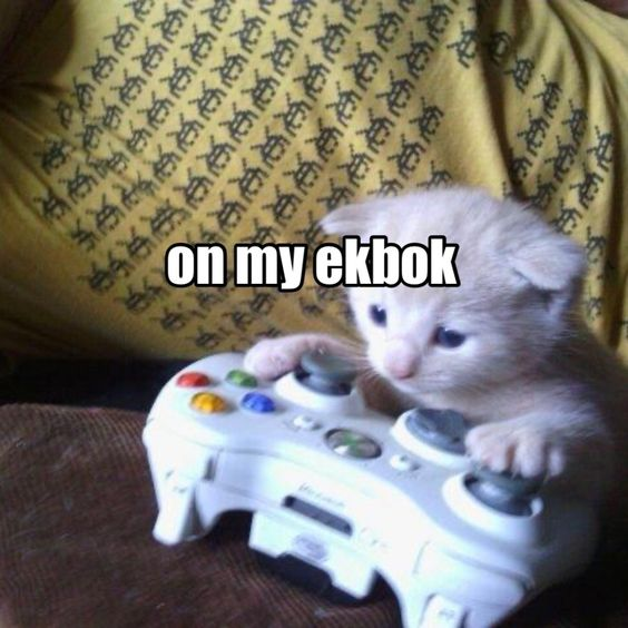 Memes to Show Your Cat (@showyourcat) on Twitter photo 