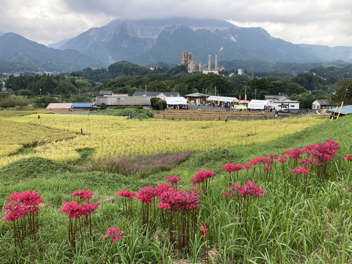 #横瀬町　#寺坂棚田 #彼岸花まつり
本日開催中
彼岸花見頃は、まだ先まで！