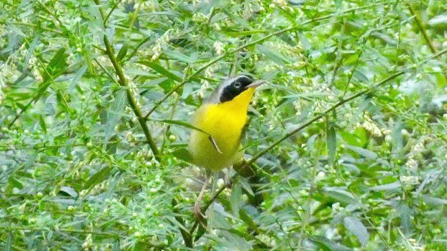 Birds in Central Park, NYC today.