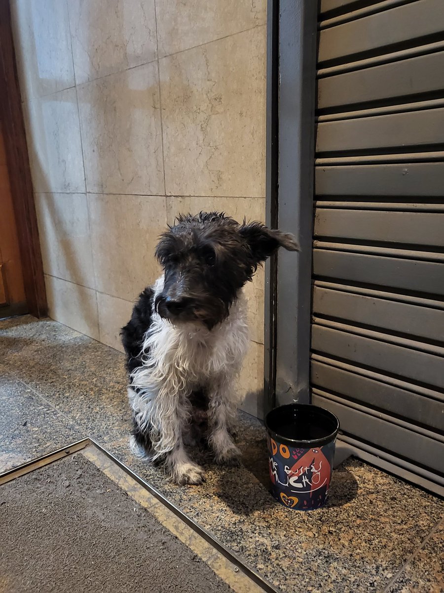 piianieto's tweet photo. @VivireNuevaCba @Vivir_en_Guemes 
Hola a todos! Estamos buscando a los dueños de este bebito🙏🏽 es un perrito macho, está en Tucumán 49, barrio centro. Si lo reconoces por favor contáctate conmigo por md
Me ayudan a encontrar a su dueño/a? 🙏🏽🙏🏽🙏🏽 https://t.co/N86xOQk0f9