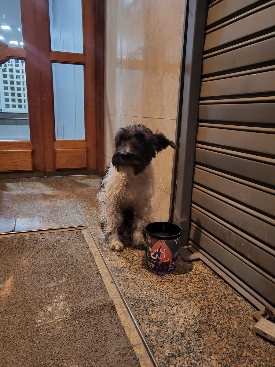 piianieto's tweet photo. @VivireNuevaCba @Vivir_en_Guemes 
Hola a todos! Estamos buscando a los dueños de este bebito🙏🏽 es un perrito macho, está en Tucumán 49, barrio centro. Si lo reconoces por favor contáctate conmigo por md
Me ayudan a encontrar a su dueño/a? 🙏🏽🙏🏽🙏🏽 https://t.co/N86xOQk0f9