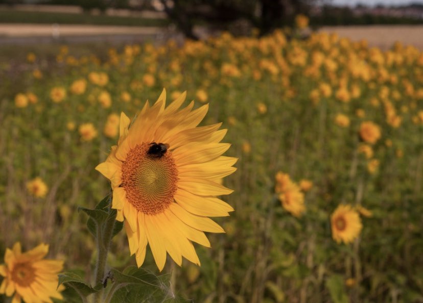 🌻Time for the sunflower harvest 🌻
