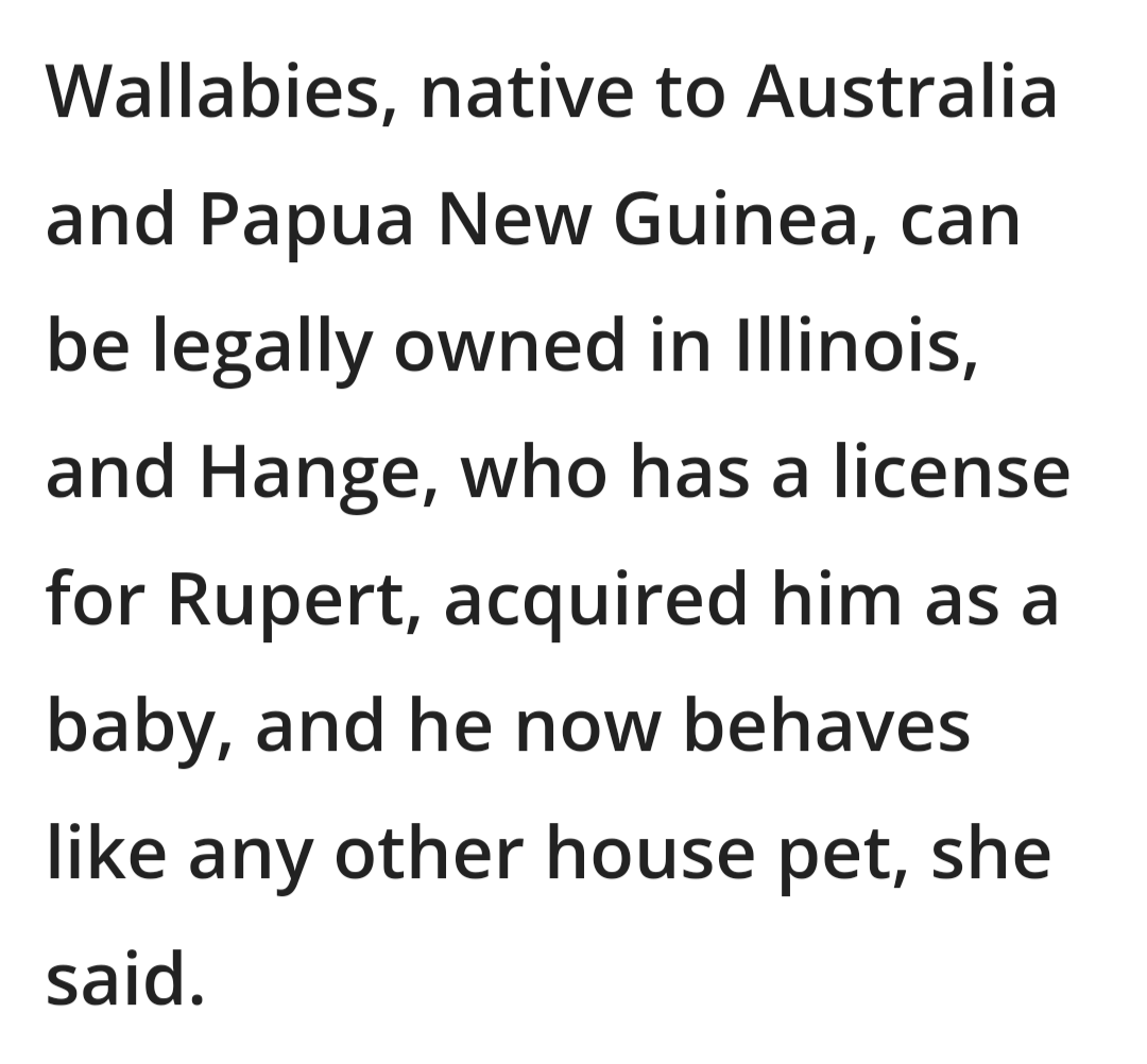 but75455972's tweet image. Feel good story for today... 

#Rupert the wayward wallaby found safe!

His hooman turned her head &amp;amp; he escaped from their #Monee yard on Tuesday.

fox32chicago.com/news/rupert-wa…