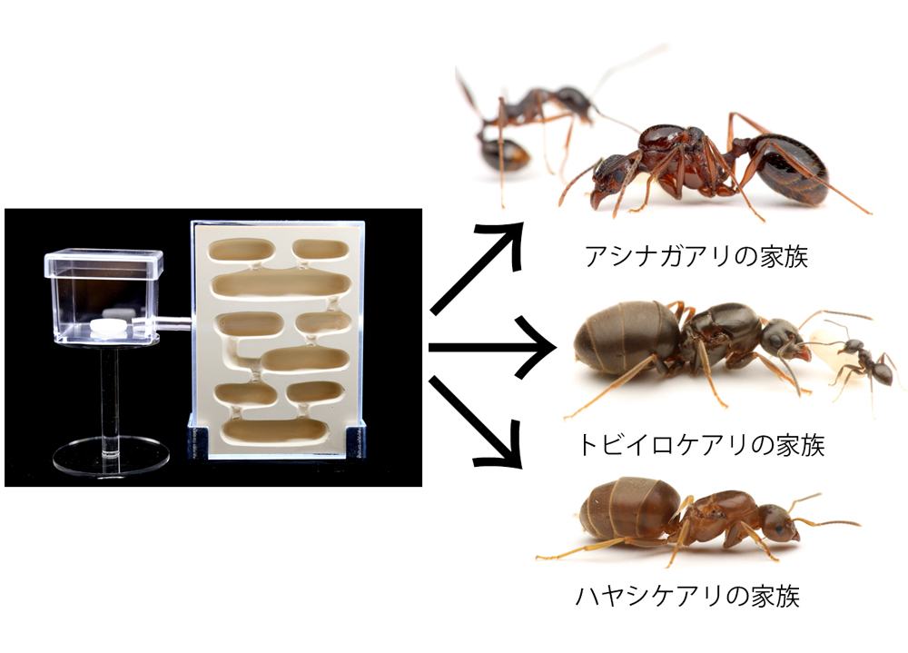 Ant Room 蟻マシーン2号ミニ 2個セット Ant Room 蟻マシーン2号ミニ 2個セット