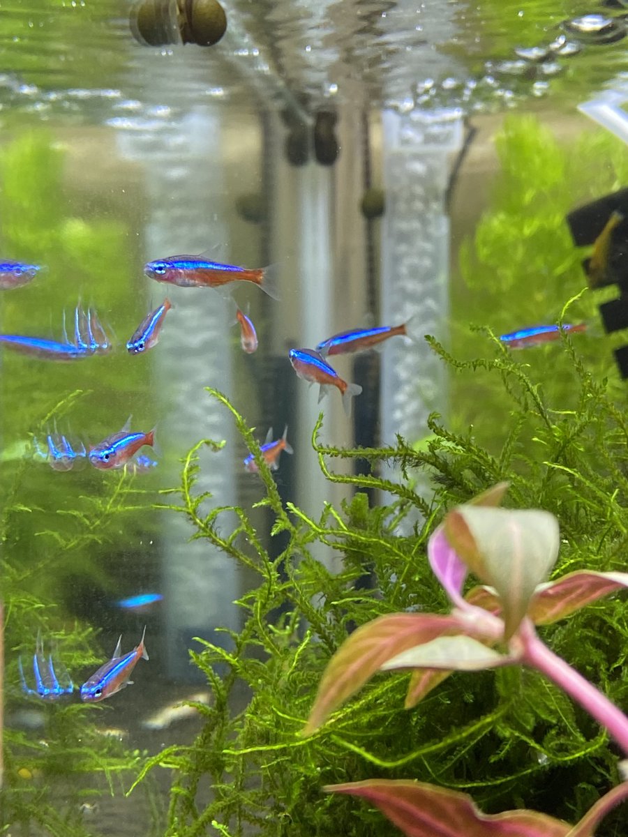 take_tokyo's tweet photo. お掃除して水草も映える中
エビさんたちもツマツマ全開(^^) https://t.co/UvvpFKS51c