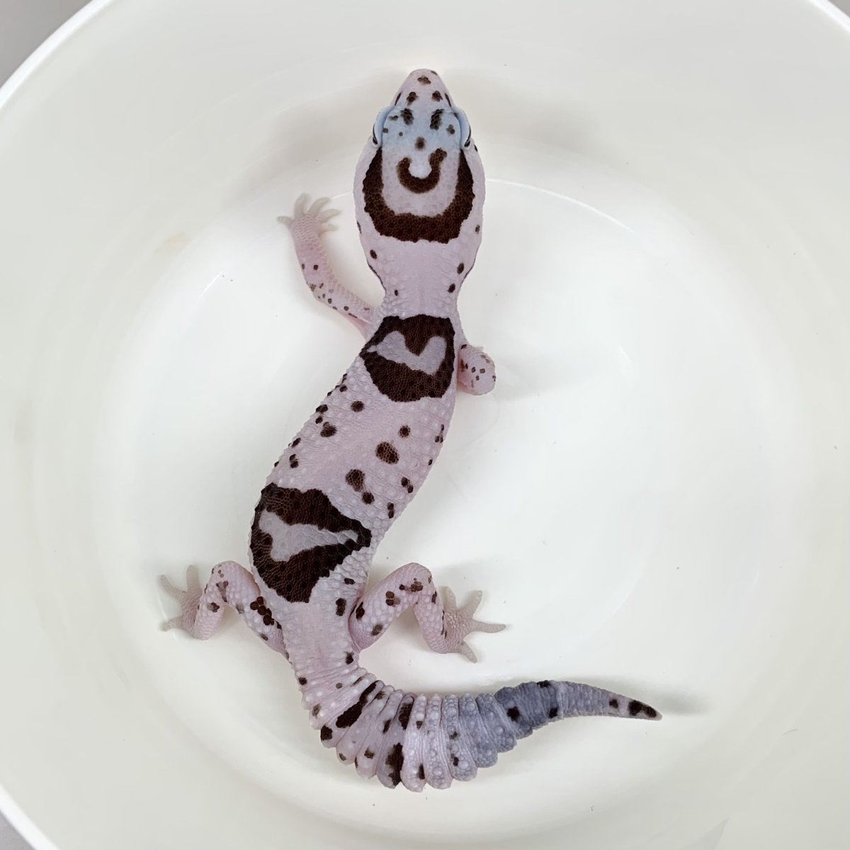 Whiteout Oreo het Caramel Zulu ♂ ［東京店］ バンド模様を残しつつ