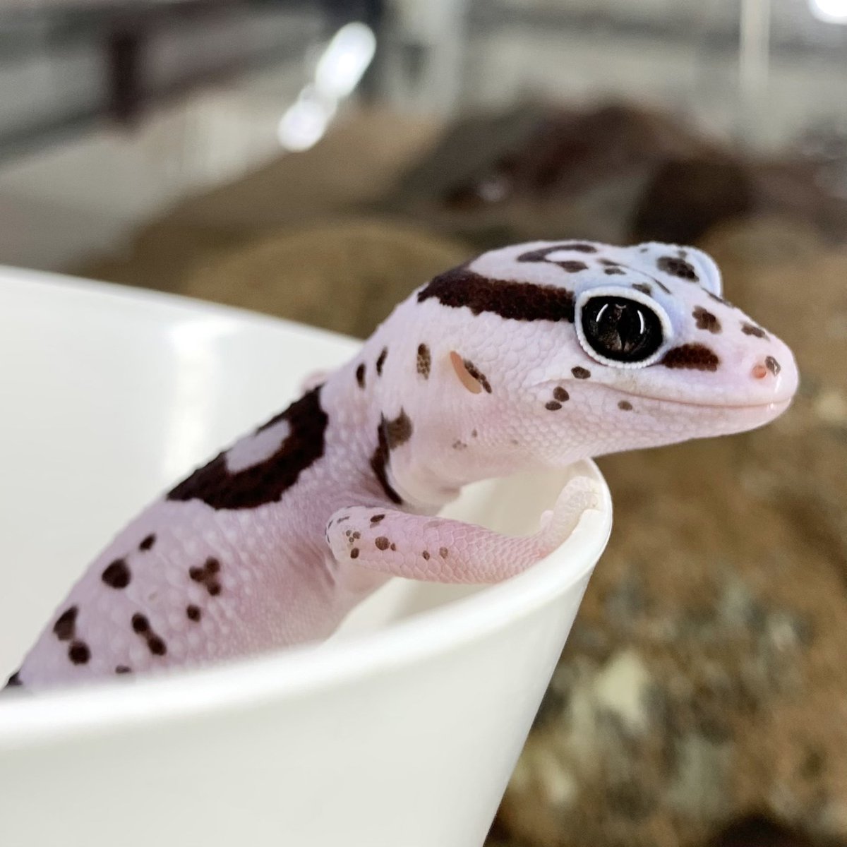 Whiteout Oreo het Caramel Zulu ♂ ［東京店］ バンド模様を残しつつ