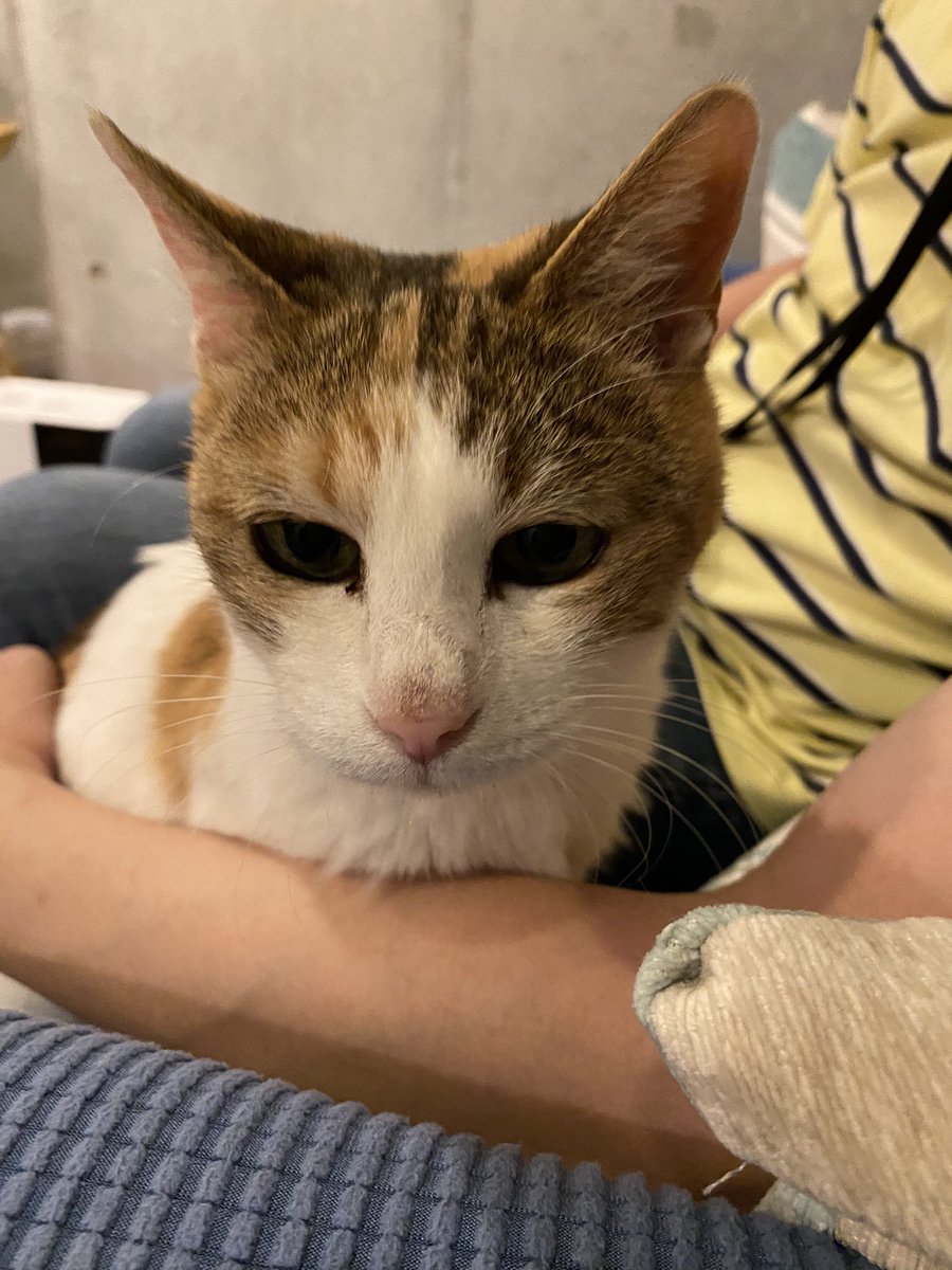 pumpkinnosuke's tweet photo. 久しぶりに都会のオアシス駒猫さんに行って来ました！ニャンズ達みんな可愛くて、めっちゃ癒されて最高でした❤️😍
#駒猫 #保護猫 #猫がいる幸せ https://t.co/a42Mg2cb1H