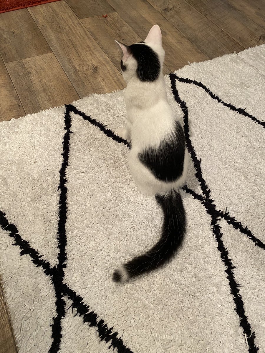 pumpkinnosuke's tweet photo. 久しぶりに都会のオアシス駒猫さんに行って来ました！ニャンズ達みんな可愛くて、めっちゃ癒されて最高でした❤️😍
#駒猫 #保護猫 #猫がいる幸せ https://t.co/a42Mg2cb1H