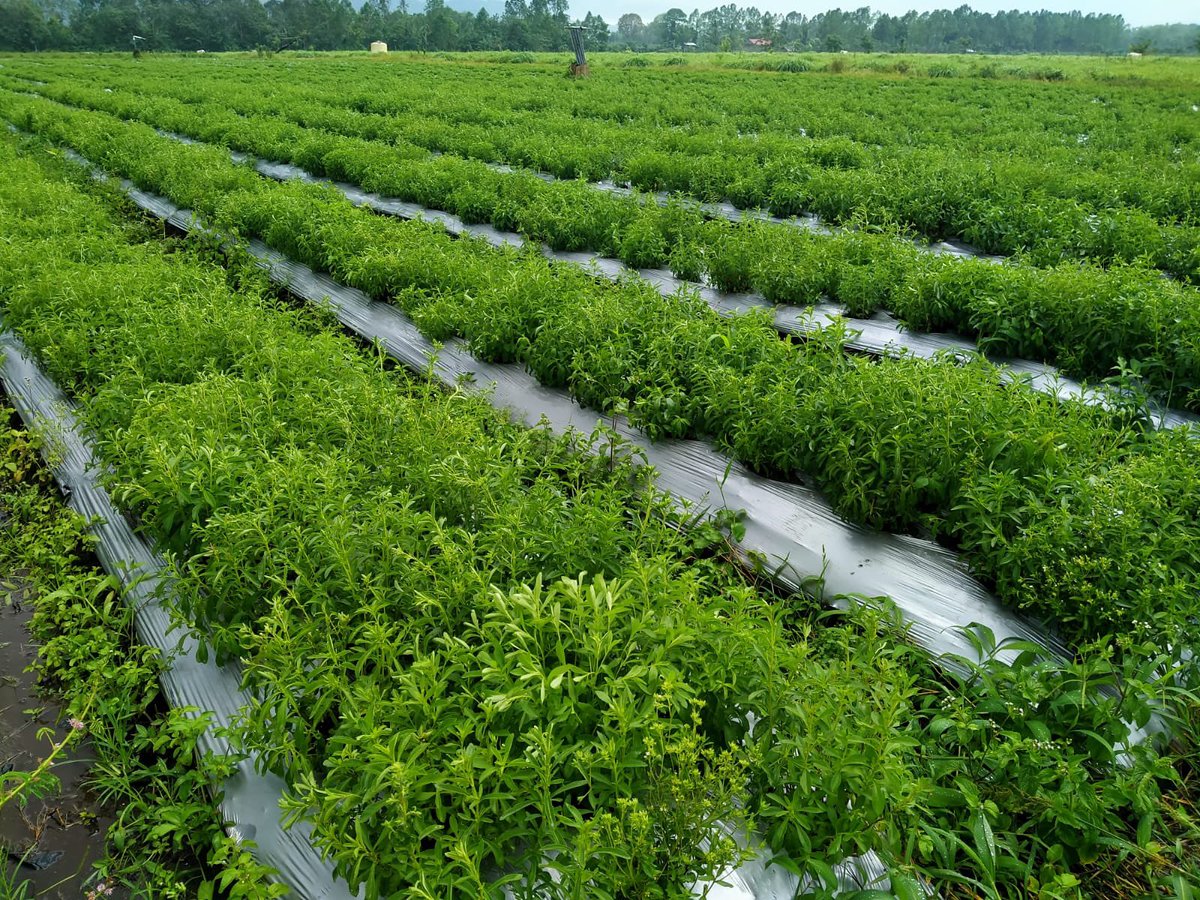 BroFadli_'s tweet photo. Ini foto tanaman stevia di kebun… bukan rumput 🤣🌱 https://t.co/ah5Tbj2dNs