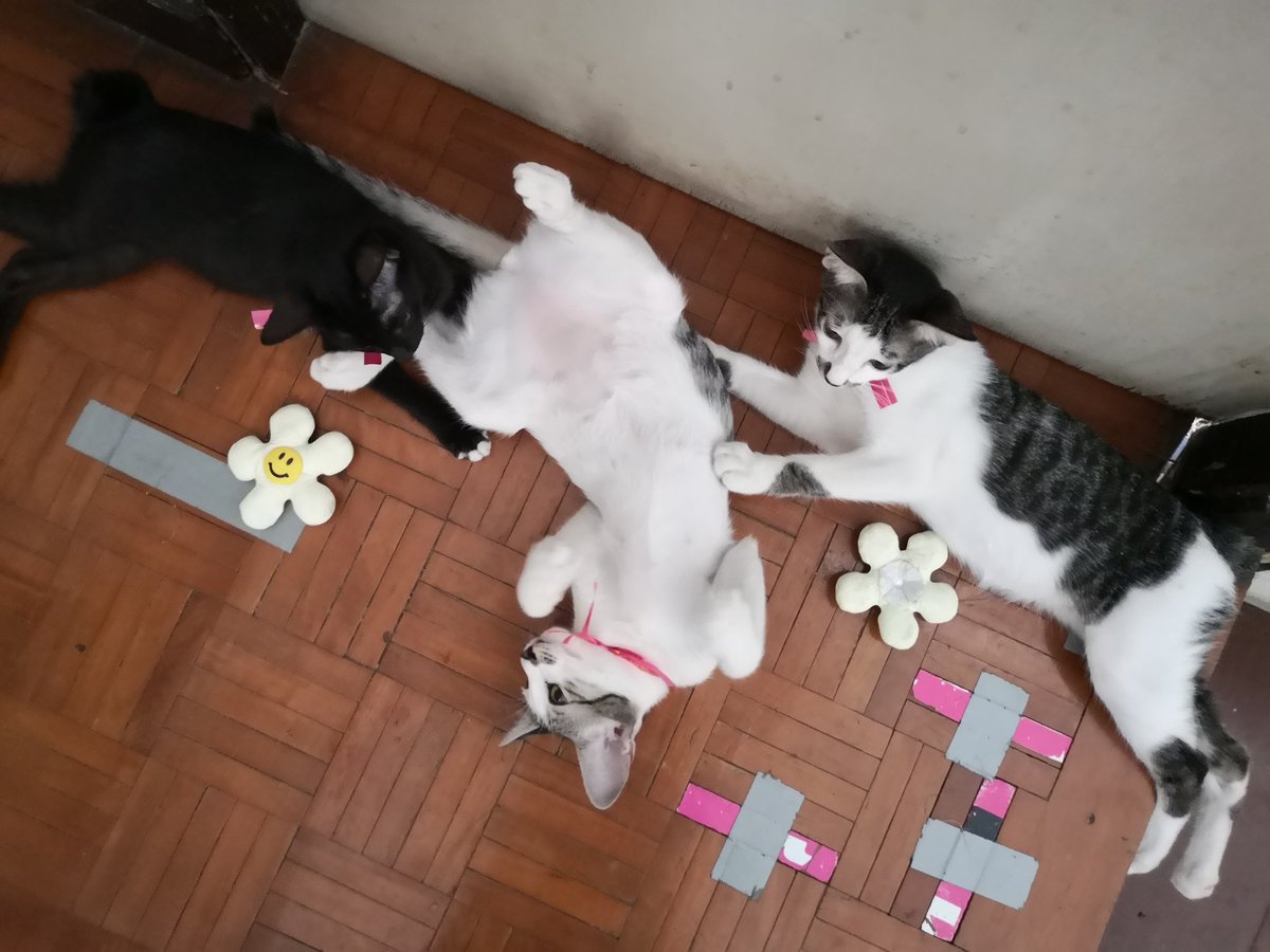 puzzolcat tweet media