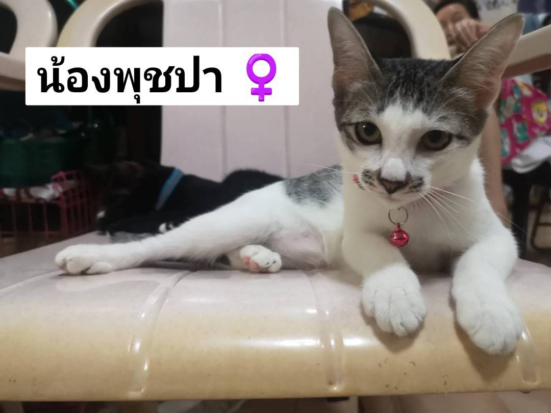 puzzolcat tweet media