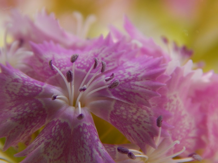 Astrandy's tweet photo. Le Bel Été 2023 - 38
#Oeillets #NatureBeauty #NaturePhotography #flowerphotography #summer #FlowersOfTwitter #FlowersAreGold #NatureBeauty #naturelovers #macrophotography #macrophile https://t.co/caBQ7kFNkR