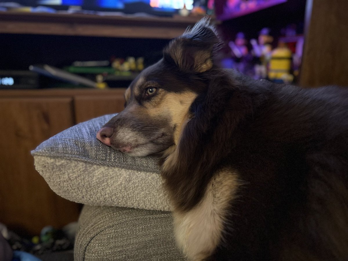 I’m sooooooooooooooo bored. Mom &amp; dad are both sick and won’t play with me.