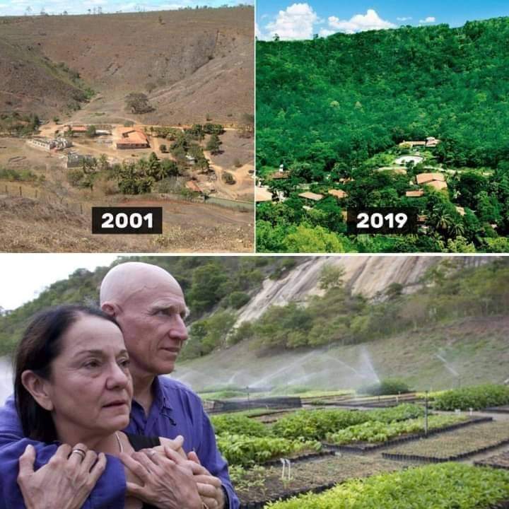 Brezilyalı bir çift, 2001 yılından bugüne kadar 22 yılda 2 milyon ağaç dikti. Hayvanlar bile iyileşti. 🌳