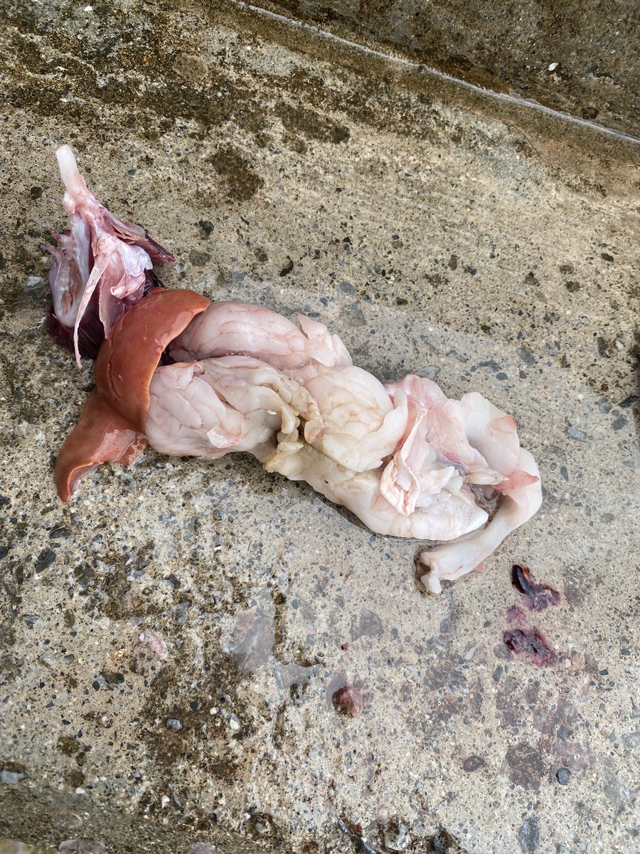 穴釣りの鬼と化した1日でした。左上のトガリエビス腹パンで内臓脂肪ノリノリの超絶良個体！