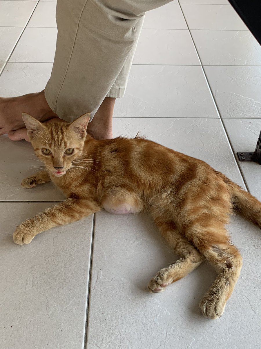 _unwantedsoul_'s tweet photo. I found this cat dekat dobi. I plan nak bawa dia pergi vet. Anyone want to donate? I rasa macam ada bisul dekat perut dia. Kesian tak sampai hati nak biarkan. Please RT @tattyhassan @yemmeow 😭😭 https://t.co/V5bWdQu9vv