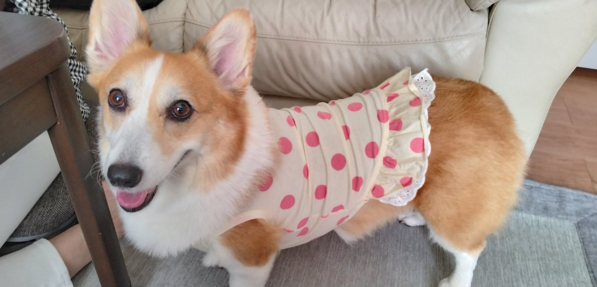 sukakeka's tweet photo. #柴犬スティーブch
ついに見つけたハルちゃんリスペクトお洋服🤤🤤🤤
一方その頃のしばいぬ。笑 https://t.co/G3mGbaVUlr