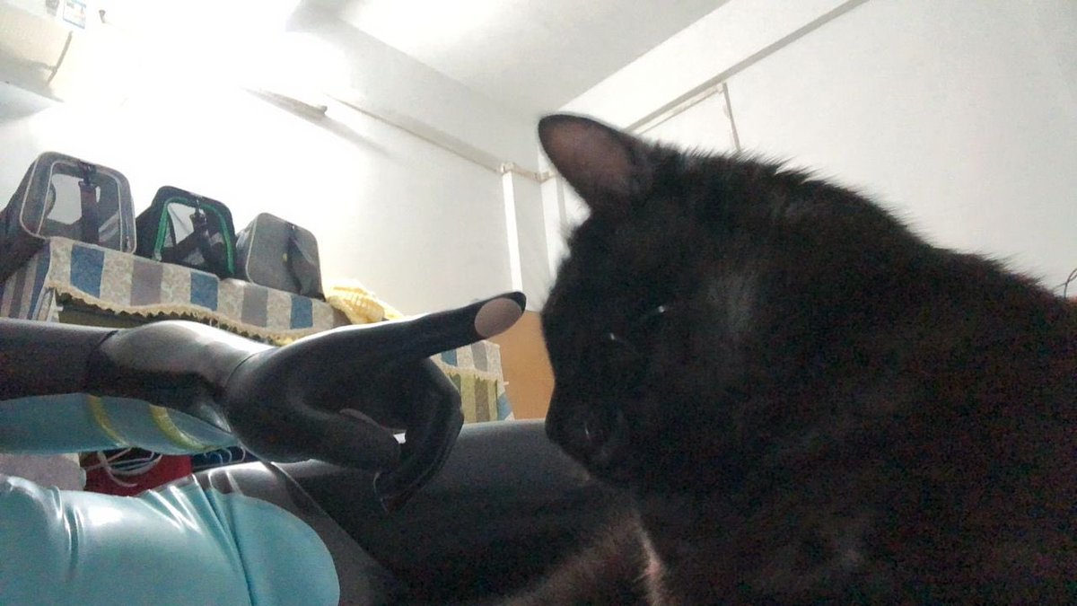 小猫咪想起了被大猫咪支配的恐惧