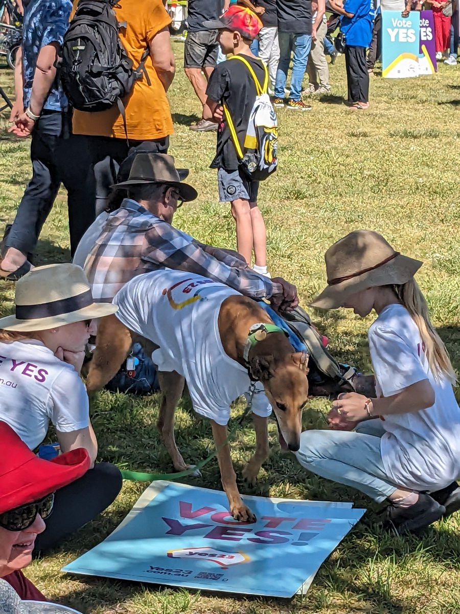 Loving the creativity, positivity, and canine campaigners at the YES23 march this morning! 🖤💛❤️💚🤍💙 #yes23 #ulurustatement #alwayswasalwayswillbe