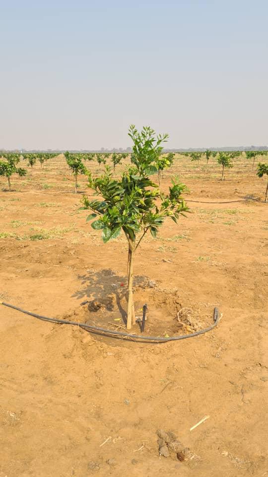 basera_john's tweet photo. Zim-China Citrus Trade Protocol was concluded in 2021. The deal offers a huge, direct and lucrative market for Zim citrus. 

Farmers have embraced the development and are increasing area citrus production. 

We are #G4G. https://t.co/7ERmwuyZck