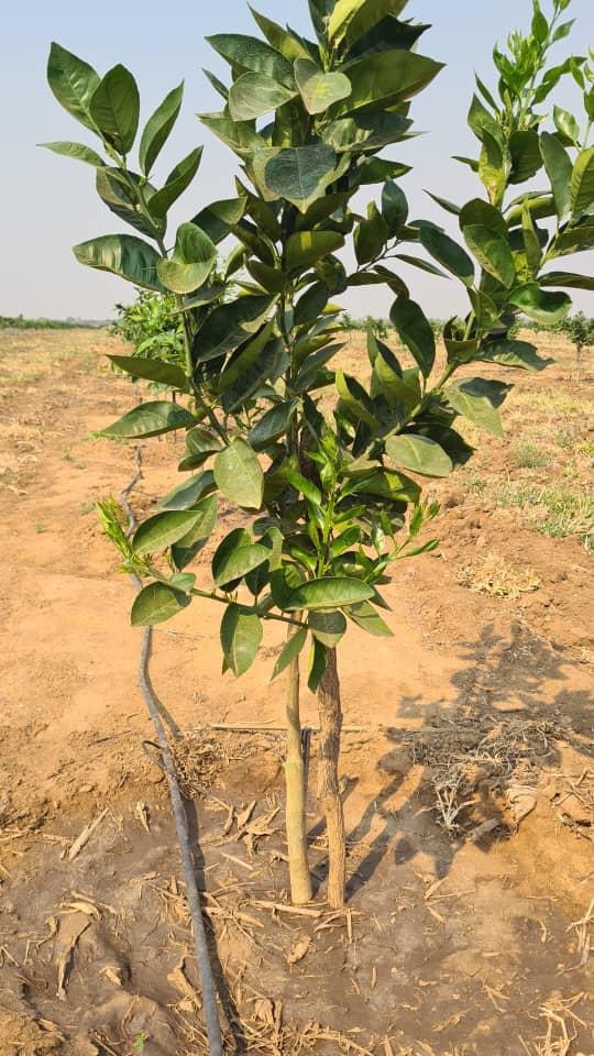basera_john's tweet photo. Zim-China Citrus Trade Protocol was concluded in 2021. The deal offers a huge, direct and lucrative market for Zim citrus. 

Farmers have embraced the development and are increasing area citrus production. 

We are #G4G. https://t.co/7ERmwuyZck