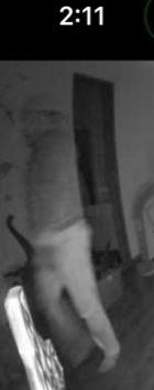 Ayúdenme  se metieron a mi casa yo estoy en Eua se metieron estando mis hijos y la muchacha que los cuida dormidos, esposa iba llegando a la casa por suerte porque no sabemos qué hubiera pasado!!! compartan para dar con este perro 
AYUDENME A MEJORAR LA CALIDAD DE LA IMAGEN