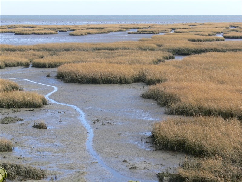 UNESCO dreigt door boren onder de Waddenzee de status van het enige Nederlandse natuur-Werelderfgoed in te trekken!
👉 Laat dit een wake-up call zijn voor de politiek! We mogen dit unieke natuurgebied niet verloren laten gaan! 
Lees verder: vogelbescherming.nl/actueel/berich…
#Waddenzee