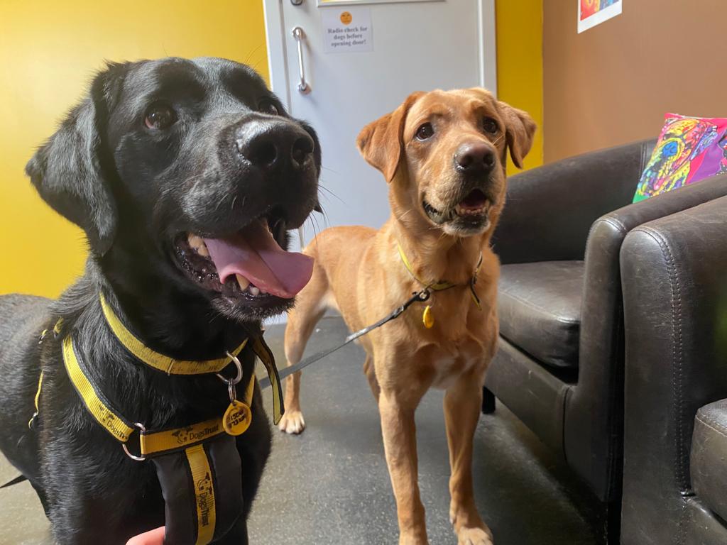 DT_WestCalder's tweet photo. 🐶 Check out best buds, 6-year-old Labradors, Joey &amp; Ross 🐾⁣⁣

- They are looking for a quiet adult-only home, together 🏡
- They would like to be the only pets in the home 👨‍👨‍👧‍👦

Their profile's: https://t.co/NCYYDdMnNJ &amp; https://t.co/S4uRnrJc3B ⬆️
⁣⁣⁣
#DogsTrust
@DogsTrust https://t.co/S8qQLnVGTW