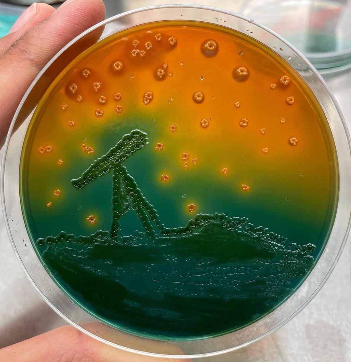 FEMS (@femsmicro) on Twitter photo The time has come to announce our #MicrobeArt2023 winners! 🥁🥁
The best #AgarArt goes to Gamadaia 🦠 We all loved your entry "from infinitely large, to infinitely small, the great discoveries" 🎉
#InternationalMicroorganismDay <a href="/IntMicroDay/">International Microorganism Day</a> The time has come to announce our #MicrobeArt2023 winners! 🥁🥁
The best #AgarArt goes to Gamadaia 🦠 We all loved your entry "from infinitely large, to infinitely small, the great discoveries" 🎉
#InternationalMicroorganismDay <a href="/IntMicroDay/">International Microorganism Day</a>