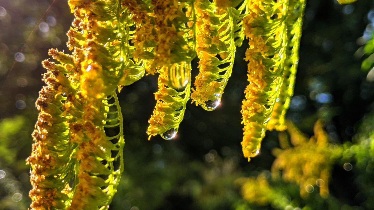 asterisque79's tweet image. Moist goldenrod in the morning light 💧☀️
#waterdrop
#nature
#yellow
#photography