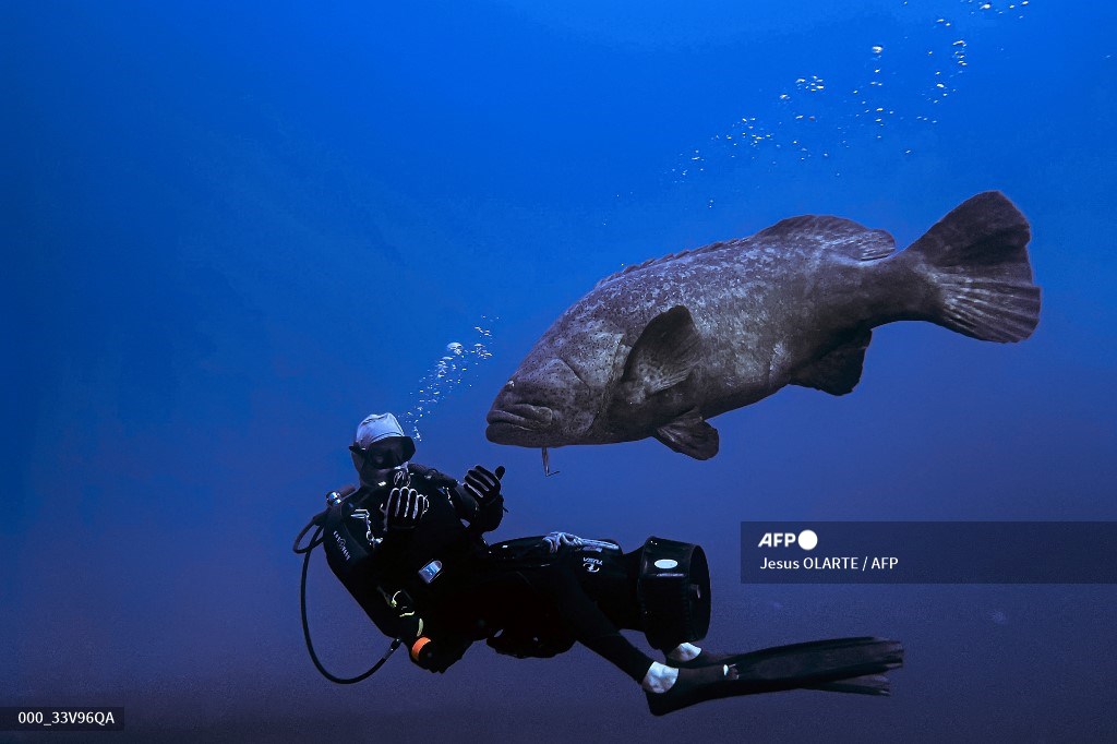 #UnitedStates Huge groupers, the joy of Florida divers, are now 'vulnerable' 📷 @photolarte #AFP