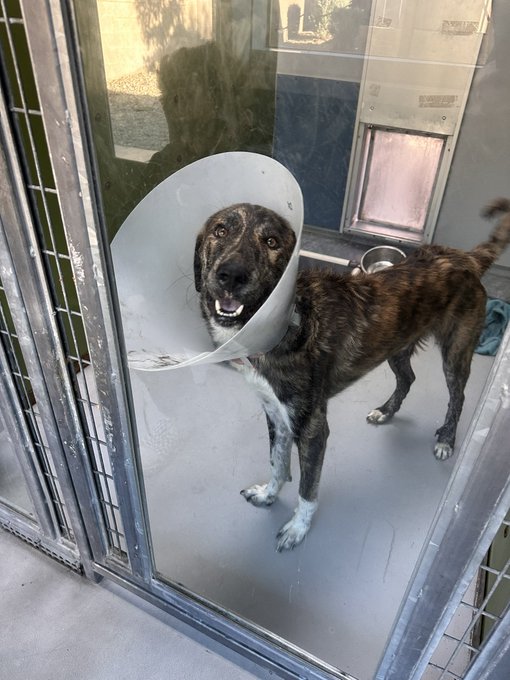 What would you name this good boy? 😇🐶 https://t.co/oqID7NAfNa