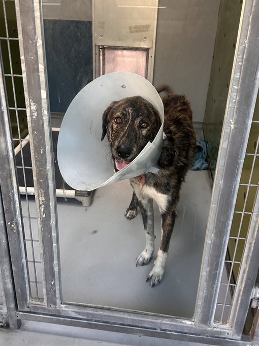 What would you name this good boy? 😇🐶 https://t.co/oqID7NAfNa