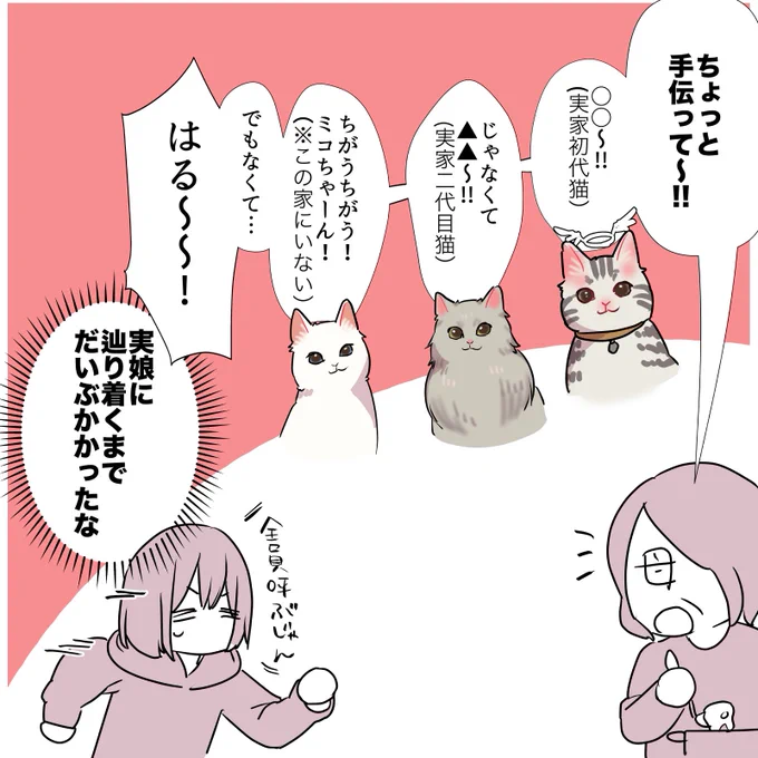 猫を飼ってる実家に帰省した時のあるある 