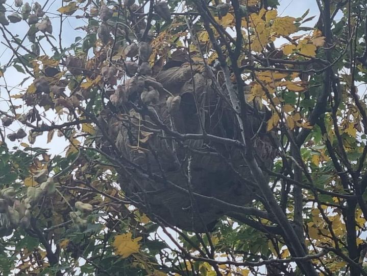 britishbee's tweet photo. Asian hornet nest found earlier this week in Hackney, London. Nest located in part with information from the public.
Photo courtesy: AHAT team leader working with NBU https://t.co/LI4grmSbpf