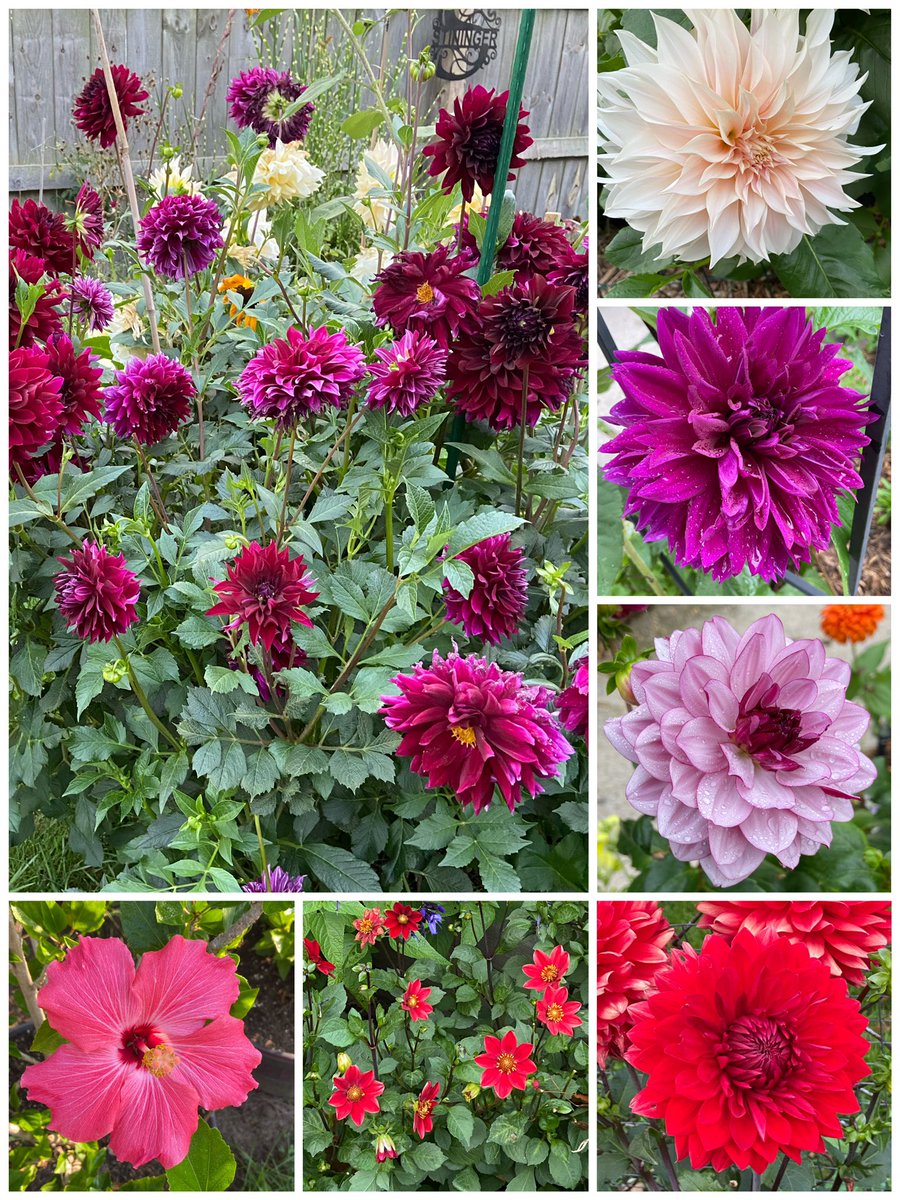 A bunch of dahlias from yesterday, and 1 hibiscus. #SevenOnSunday #Flowers #Dahlialove #Flowers #gardening