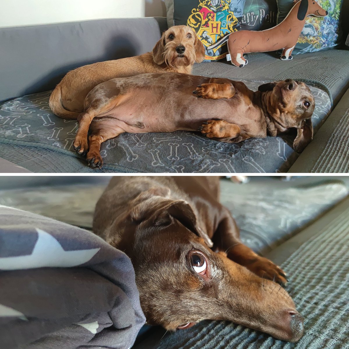 ian_dachs's tweet photo. Když páníčka trápí záda a leze jak troglodyt po flámu, jezefce se rádi přizpůsobí a provozují válečky všeliké...
🐕❤️🐕 #Tonda & #Matej #Merle #Wirehaired #Smoothhaired #Dachshund #Wiener #Family #Members #BestFriend #SausageDog #ILoveIt #LovingDog #My #FantasticBeasts https://t.co/ybYmmTf8CY