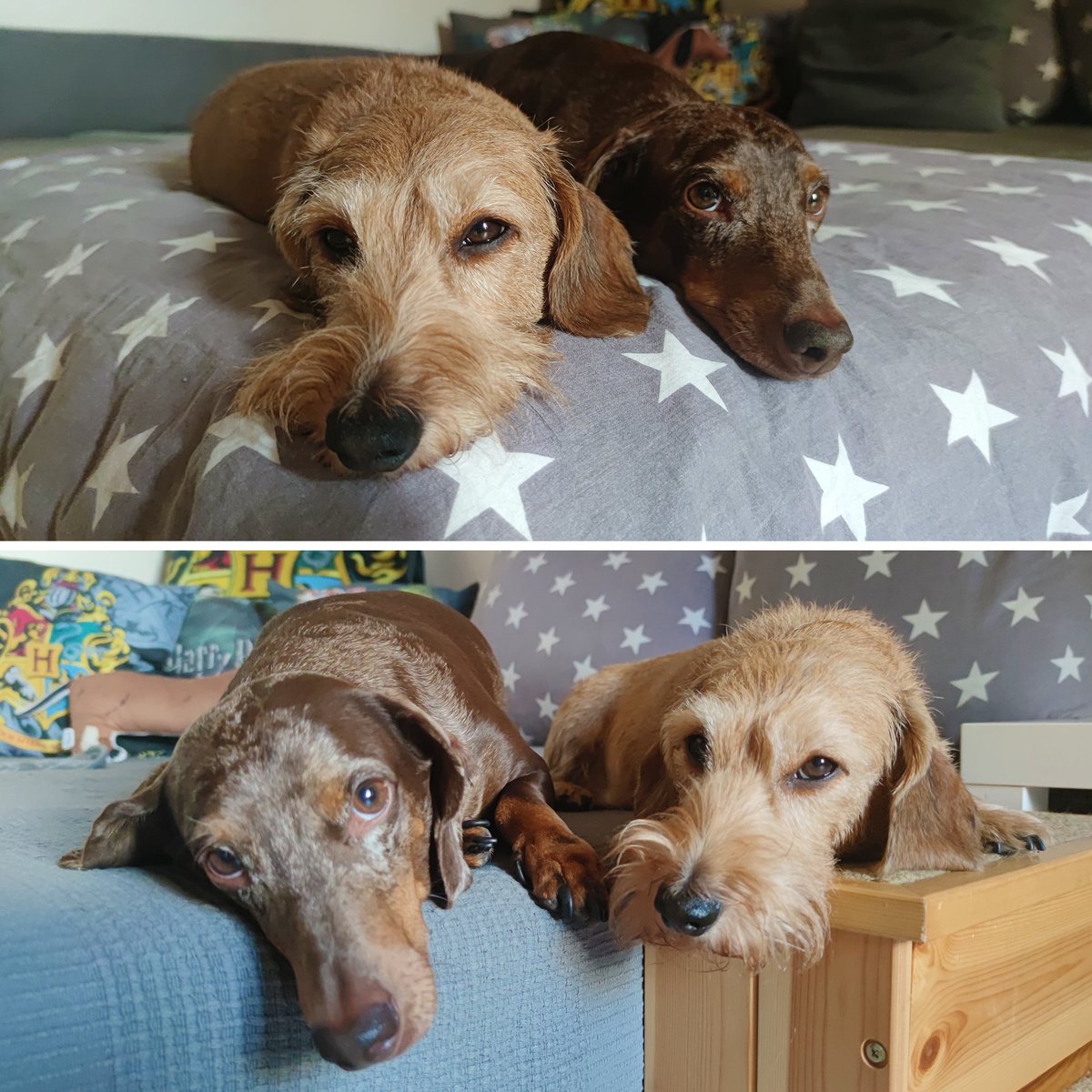 ian_dachs's tweet photo. Když páníčka trápí záda a leze jak troglodyt po flámu, jezefce se rádi přizpůsobí a provozují válečky všeliké...
🐕❤️🐕 #Tonda & #Matej #Merle #Wirehaired #Smoothhaired #Dachshund #Wiener #Family #Members #BestFriend #SausageDog #ILoveIt #LovingDog #My #FantasticBeasts https://t.co/ybYmmTf8CY