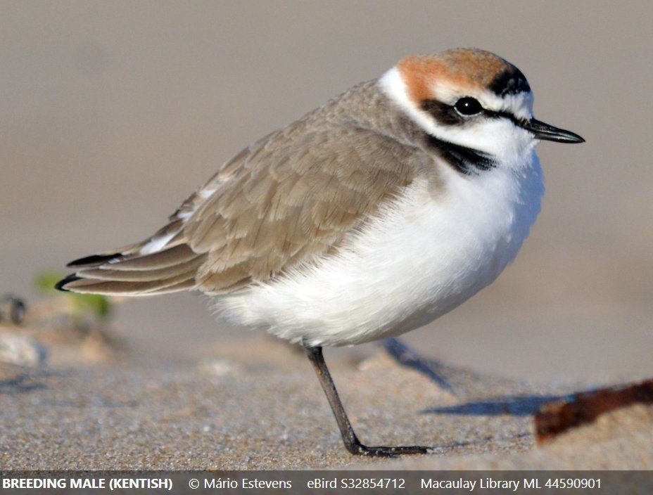 #PloverAppreciationDay is the perfect time to post about my new post-doc at @KLIVVWien @VetmeduniVienna working with Kentish Plovers in Maio, Cabo Verde! With @ivan_maggini, @gcmcdon & co., plus @FMB_CaboVerde, we'll be studying this unique population.