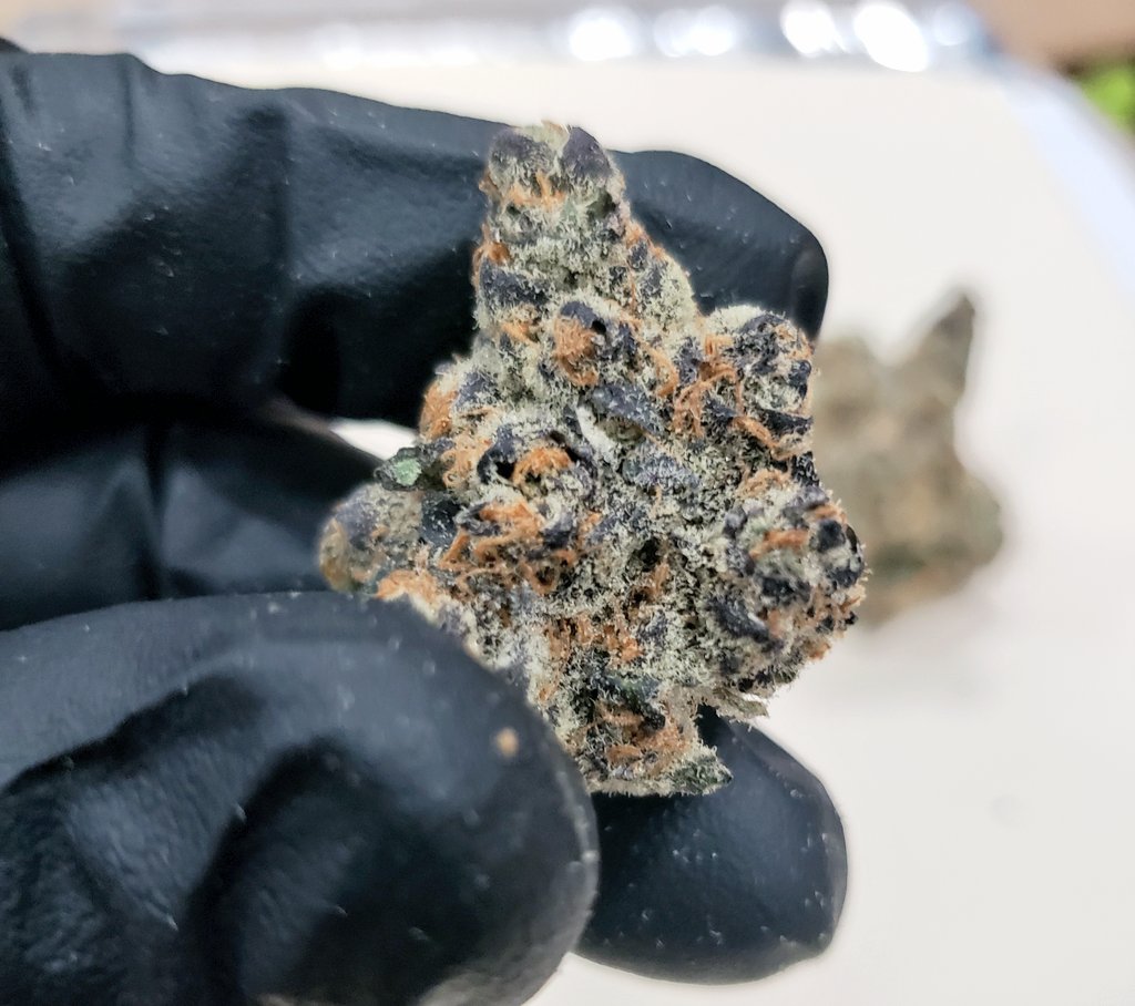 flexpakpreroll's tweet photo. To produce good #prerolls you need to start with good material
#flexpak #flexpak551Max #prerollmachine https://t.co/55pfctDVbU