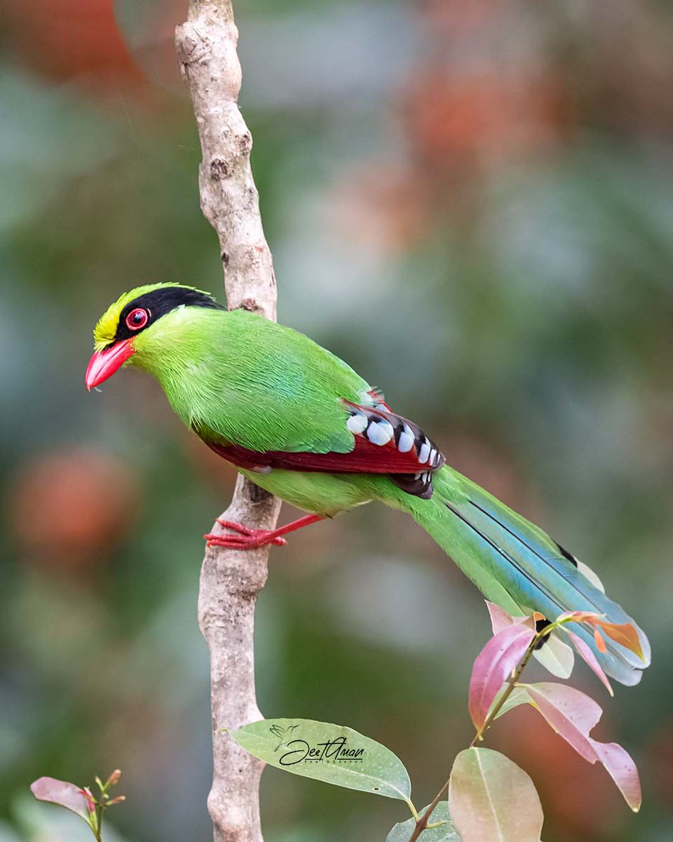 Common Green Magpie #tweeterbirds #birds #BirdsSeenIn2023 #birds #birdphotography #BirdTwitter #NaturePhotography @BirdPlanets @WildlifeMag @ThePhotoChallng @ThePhotoHour @30DaysWild @Team4Nature @WorldofWilds #birbs @BirdwatchExtra @goldsant #BBCWildlifePOTD #BirdsOfTwitter