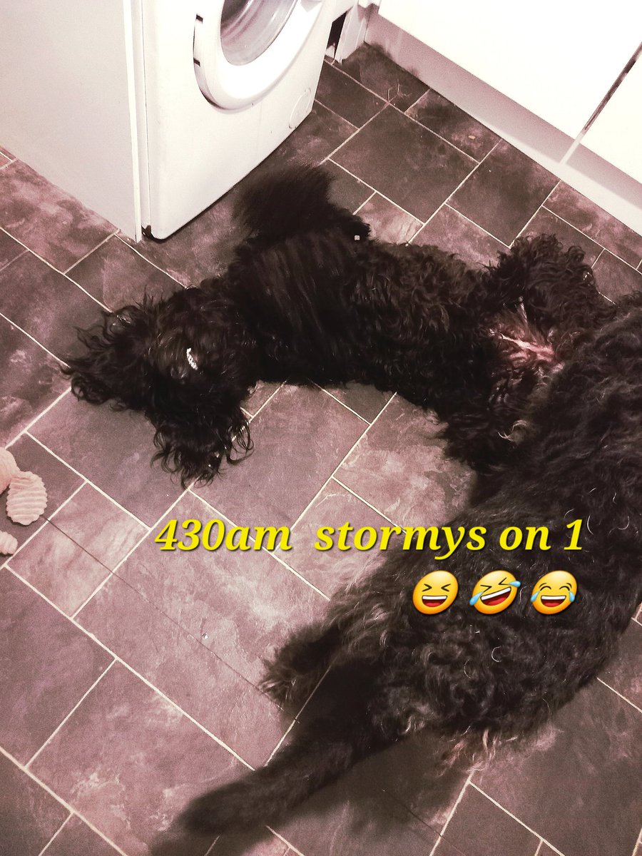Labradoodles79's tweet photo. 430am stormys doing zoomies around the bedroom 😫 😆 🤣 😂 #labradorable #stormy #labradoodles #labradoodlesforlife #finn #reya #dog #doglover #nosleep #lol https://t.co/jsnjXD0tIp