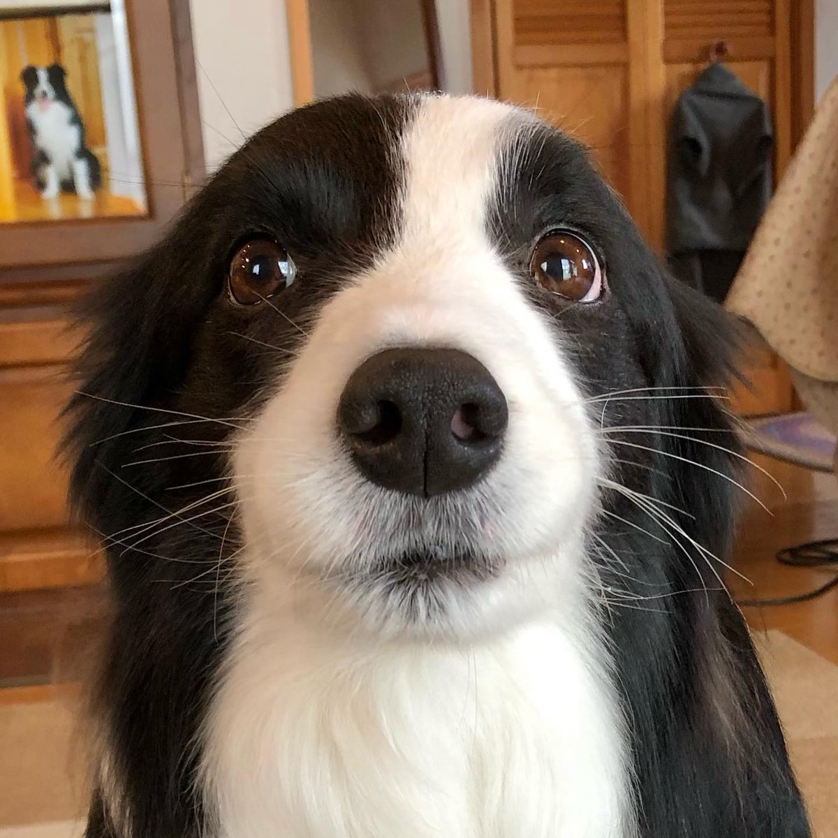 NecesitoUnPerro's tweet photo. Amo esos ojos llenos de tanto amor!! https://t.co/iED9qsGtbe