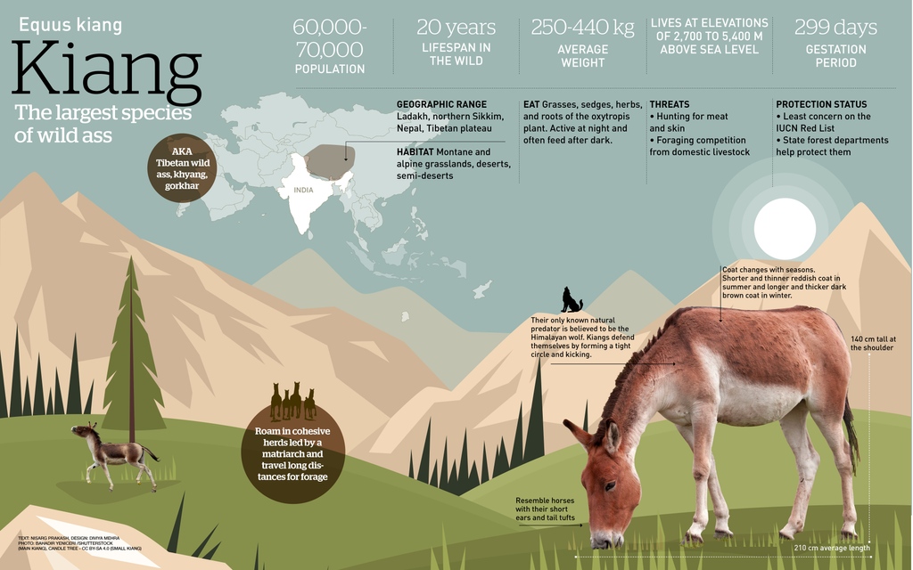 RGSustain1's tweet photo. We’ve been talking about the #kiangs all week, here’s all you need to know about these #ungulates of the #colddesert.
Text by: Nisarg Prakash
Design by: Diviya Mehra @diviyam
#tibetanwildass #Changthangplateau #Ladakh #infographic #indianwildlife #roundglasssustain #explore https://t.co/hjHdXiVeOz
