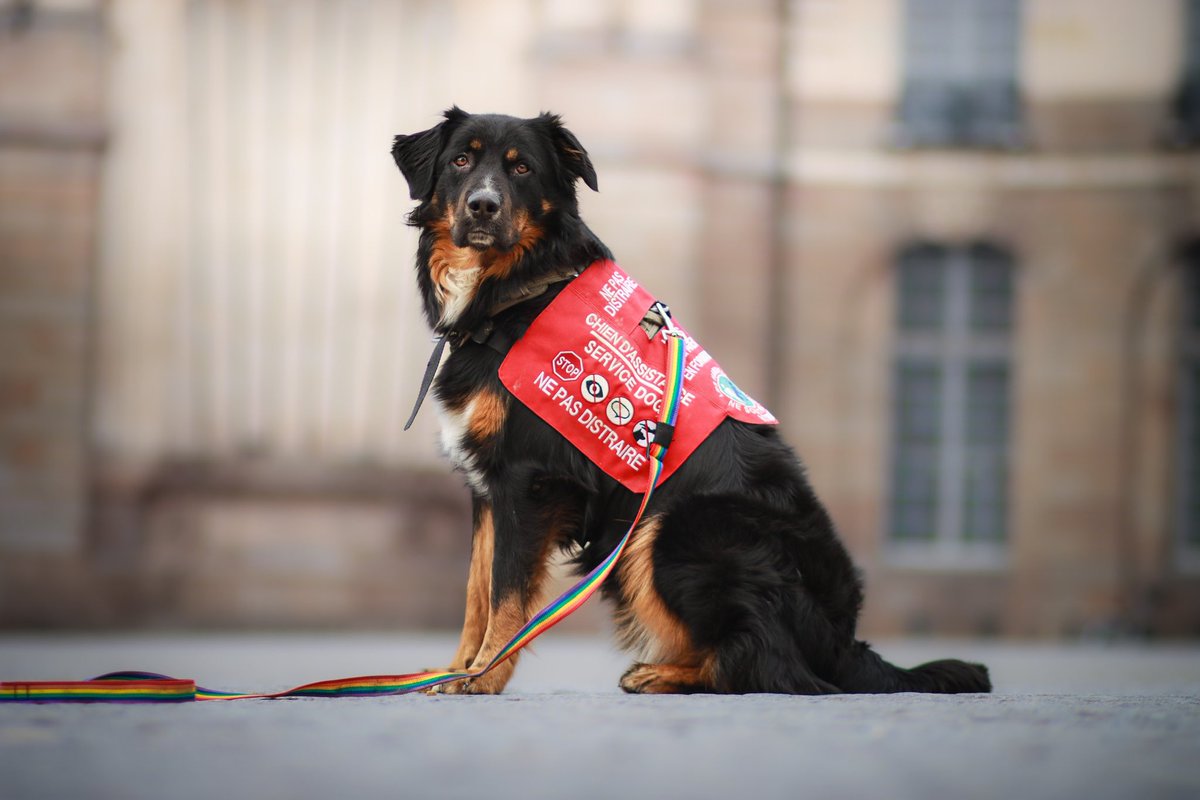 azpolaire's tweet photo. Thread sur comment on m’a refusé mon chien d’assistance au @intermarche de mon quartier 👇 https://t.co/BrKh6I5Z6a